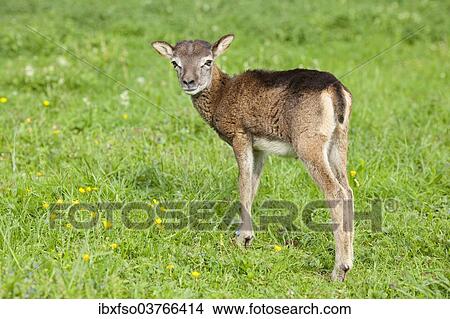"European Mouflon (Ovis ammon Musimon), lamb, Thuringia, Germany, Europe" View Large Photo Image Picture - "European Mouflon (Ovis ammon Musimon), lamb, Thuringia, Germany, Europe". Fotosearch