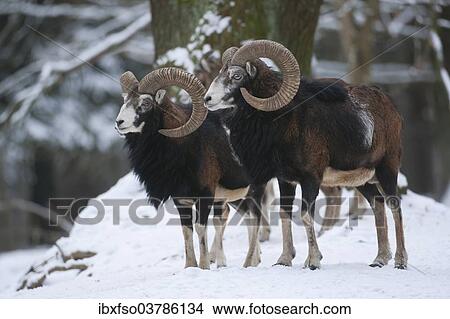 "European mouflon (Ovis ammon musimon), two rams standing in snow, captive, Saxony, Germany, Europe" View Large Photo Image Picture - "European mouflon (Ovis ammon musimon), two rams standing in snow, captive, Saxony, Germany, Europe". Fotosearch