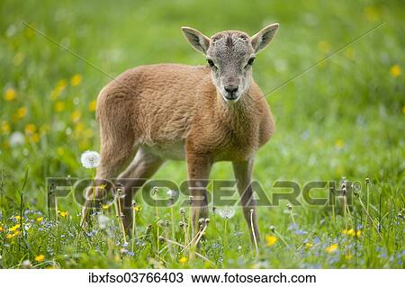"European Mouflon (Ovis ammon Musimon), lamb, Thuringia, Germany, Europe" View Large Photo Image Stock Image - "European Mouflon (Ovis ammon Musimon), lamb, Thuringia, Germany, Europe". Fotosearch