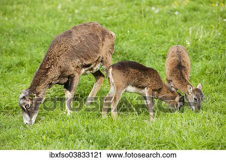 "European Mouflon (Ovis ammon musimon), female and two lambs eating grass, Thuringia, Germany, Europe" View Large Photo Image Stock Image - "European Mouflon (Ovis ammon musimon), female and two lambs eating grass, Thuringia, Germany, Europe". Fotosearch