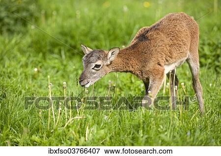 "European Mouflon (Ovis ammon Musimon), lamb, Thuringia, Germany, Europe" View Large Photo Image Stock Photo - "European Mouflon (Ovis ammon Musimon), lamb, Thuringia, Germany, Europe". Fotosearch