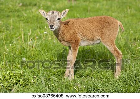 "European Mouflon (Ovis ammon Musimon), lamb, Thuringia, Germany, Europe" View Large Photo Image Stock Photo - "European Mouflon (Ovis ammon Musimon), lamb, Thuringia, Germany, Europe". Fotosearch