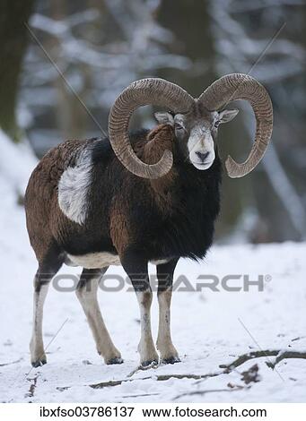 "European mouflon (Ovis ammon musimon), ram standing in snow, captive, Saxony, Germany, Europe" View Large Photo Image Stock Photo - "European mouflon (Ovis ammon musimon), ram standing in snow, captive, Saxony, Germany, Europe". Fotosearch