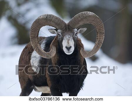 "European mouflon (Ovis ammon musimon), ram standing in snow, captive, Saxony, Germany, Europe" View Large Photo Image Stock Photograph - "European mouflon (Ovis ammon musimon), ram standing in snow, captive, Saxony, Germany, Europe". Fotosearch
