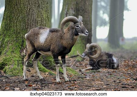 "European mouflon (Ovis orientalis musimon), captive, Bavaria, Germany, Europe" View Large Photo Image Stock Image - "European mouflon (Ovis orientalis musimon), captive, Bavaria, Germany, Europe". Fotosearch