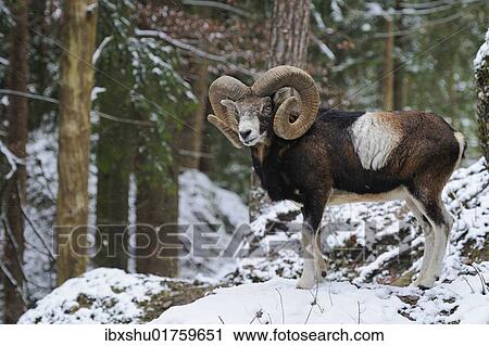 Stock Image - "European Mouflon (Ovis orientalis musimon), male, in a snowy winter landscape". Fotosearch