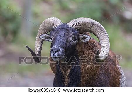 "European Mouflon (Ovis orientalis musimon), Vulkaneifel, Eifel, Rhineland-Palatinate, Germany, Europe" View Large Photo Image Stock Image - "European Mouflon (Ovis orientalis musimon), Vulkaneifel, Eifel, Rhineland-Palatinate, Germany, Europe". Fotosearch