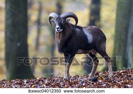 "European Mouflon (Ovis orientalis musimon), Vulkaneifel, Eifel, Rhineland-Palatinate, Germany, Europe" View Large Photo Image Stock Image - "European Mouflon (Ovis orientalis musimon), Vulkaneifel, Eifel, Rhineland-Palatinate, Germany, Europe". Fotosearch
