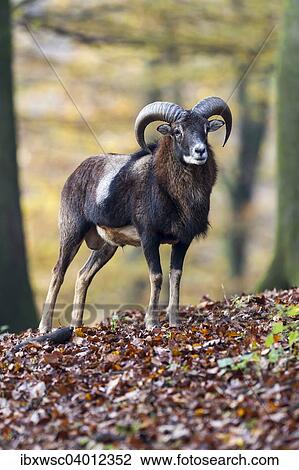 Stock Image - "European Mouflon (Ovis orientalis musimon), Vulkaneifel, Eifel, Rhineland-Palatinate, Germany, Europe". Fotosearch