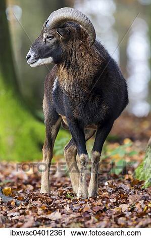"European Mouflon (Ovis orientalis musimon), Vulkaneifel, Eifel, Rhineland-Palatinate, Germany, Europe" View Large Photo Image Stock Image - "European Mouflon (Ovis orientalis musimon), Vulkaneifel, Eifel, Rhineland-Palatinate, Germany, Europe". Fotosearch