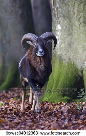 "European Mouflon (Ovis orientalis musimon), Vulkaneifel, Eifel, Rhineland-Palatinate, Germany, Europe" View Large Photo Image Stock Photo - "European Mouflon (Ovis orientalis musimon), Vulkaneifel, Eifel, Rhineland-Palatinate, Germany, Europe". Fotosearch