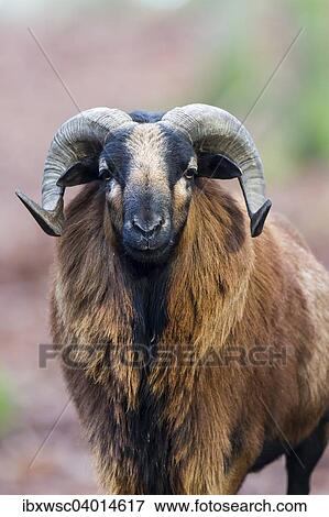 "European Mouflon (Ovis orientalis musimon), Vulkaneifel, Eifel, Rhineland-Palatinate, Germany, Europe" View Large Photo Image Stock Photo - "European Mouflon (Ovis orientalis musimon), Vulkaneifel, Eifel, Rhineland-Palatinate, Germany, Europe". Fotosearch
