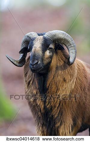 "European Mouflon (Ovis orientalis musimon), Vulkaneifel, Eifel, Rhineland-Palatinate, Germany, Europe" View Large Photo Image Stock Photo - "European Mouflon (Ovis orientalis musimon), Vulkaneifel, Eifel, Rhineland-Palatinate, Germany, Europe". Fotosearch
