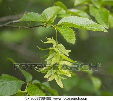 Stock Photography - "European or Common Hornbeam (Carpinus betulus), inflorescence and leaves, Hainich National Park, Thuringia, Germany, Europe". Fotosearch