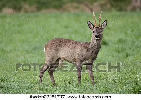 "European or Western Roe Deer (Capreolus capreolus), in grey winter coat, Allgaeu, Bavaria, Germany, Europe" View Large Photo Image Stock Photo - "European or Western Roe Deer (Capreolus capreolus), in grey winter coat, Allgaeu, Bavaria, Germany, Europe". Fotosearch