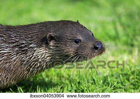 "European Otter (Lutra lutra), adult, Surrey, England, United Kingdom, Europe" View Large Photo Image Picture - "European Otter (Lutra lutra), adult, Surrey, England, United Kingdom, Europe". Fotosearch