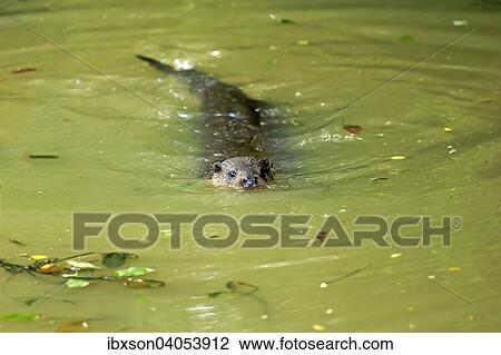 "European Otter (Lutra lutra), adult, in water, Surrey, England, United Kingdom, Europe" View Large Photo Image Stock Image - "European Otter (Lutra lutra), adult, in water, Surrey, England, United Kingdom, Europe". Fotosearch