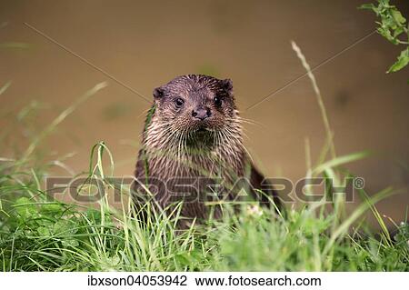 "European Otter (Lutra lutra), adult, Surrey, England, United Kingdom, Europe" View Large Photo Image Stock Image - "European Otter (Lutra lutra), adult, Surrey, England, United Kingdom, Europe". Fotosearch