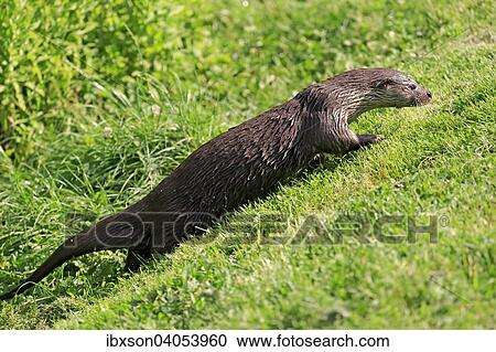 "European Otter (Lutra lutra), adult, Surrey, England, United Kingdom, Europe" View Large Photo Image Stock Image - "European Otter (Lutra lutra), adult, Surrey, England, United Kingdom, Europe". Fotosearch