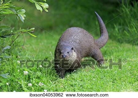 "European Otter (Lutra lutra), adult, alert, Surrey, England, United Kingdom, Europe" View Large Photo Image Stock Image - "European Otter (Lutra lutra), adult, alert, Surrey, England, United Kingdom, Europe". Fotosearch
