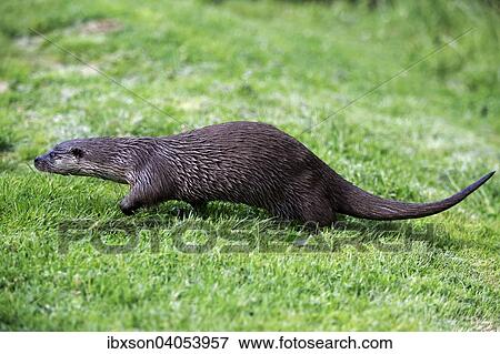"European Otter (Lutra lutra), adult, Surrey, England, United Kingdom, Europe" View Large Photo Image Stock Photo - "European Otter (Lutra lutra), adult, Surrey, England, United Kingdom, Europe". Fotosearch