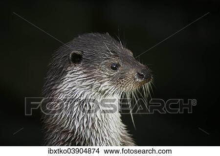 "European Otter (Lutra lutra), animal portrait, captive" View Large Photo Image Picture - "European Otter (Lutra lutra), animal portrait, captive". Fotosearch