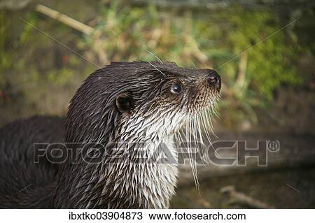 Stock Image - "European Otter (Lutra lutra), animal portrait, captive". Fotosearch