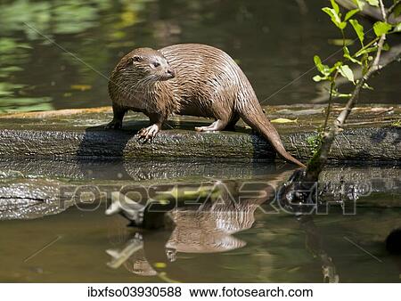 Stock Photo - "European Otter (Lutra lutra), captive, Lower Saxony, Germany, Europe". Fotosearch