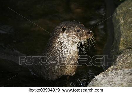 "European Otter (Lutra lutra), captive" View Large Photo Image Stock Photo - "European Otter (Lutra lutra), captive". Fotosearch