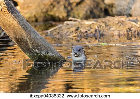 Stock Image - "European otter (Lutra lutra) in water, Podlaskie Province, Poland, Europe". Fotosearch