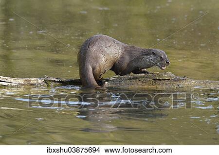 Picture - "European Otter (Lutra lutra), on a tree trunk in the water, captive, Sihlwald, Switzerland, Europe". Fotosearch