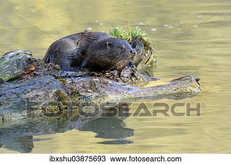 Stock Image - "European Otter (Lutra lutra), on a tree trunk in the water, captive, Sihlwald, Switzerland, Europe". Fotosearch