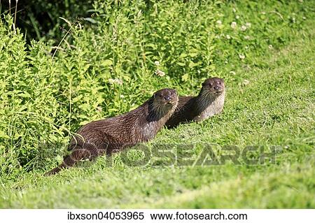 "European Otter (Lutra lutra), pair, alert, Surrey, England, United Kingdom, Europe" View Large Photo Image Stock Photography - "European Otter (Lutra lutra), pair, alert, Surrey, England, United Kingdom, Europe". Fotosearch
