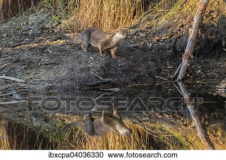 "European otter (Lutra lutra), Podlaskie Province, Poland, Europe" View Large Photo Image Stock Image - "European otter (Lutra lutra), Podlaskie Province, Poland, Europe". Fotosearch