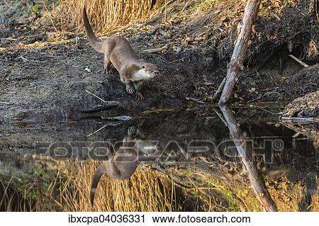"European otter (Lutra lutra), Podlaskie Province, Poland, Europe" View Large Photo Image Stock Image - "European otter (Lutra lutra), Podlaskie Province, Poland, Europe". Fotosearch