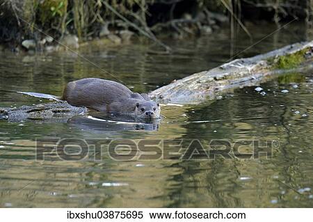 Stock Photography - "European Otter (Lutra lutra), swimming, captive, Sihlwald, Switzerland, Europe". Fotosearch
