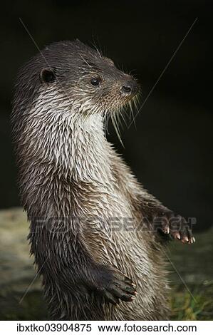 "European Otter (Lutra lutra), standing, captive" View Large Photo Image Stock Photography - "European Otter (Lutra lutra), standing, captive". Fotosearch