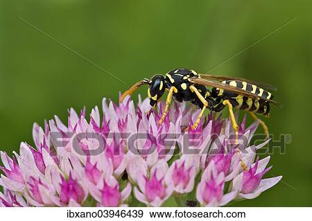 "European Paper Wasp (Polistes dominulus), with an endoparasite (Xenos vesparum)" View Large Photo Image Stock Photo - "European Paper Wasp (Polistes dominulus), with an endoparasite (Xenos vesparum)". Fotosearch