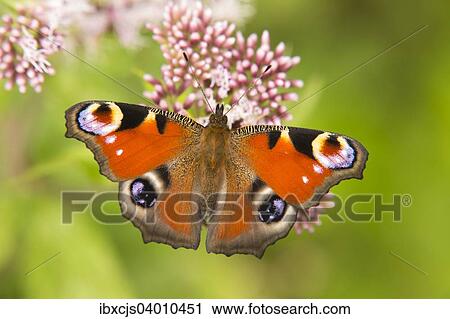 "European Peacock (Inachis io, Io nymphalis), North Rhine-Westphalia, Germany, Europe" View Large Photo Image Stock Image - "European Peacock (Inachis io, Io nymphalis), North Rhine-Westphalia, Germany, Europe". Fotosearch