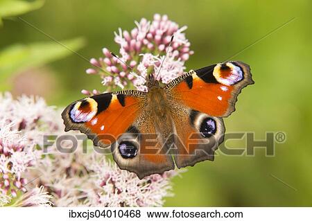 "European Peacock (Inachis io, Io nymphalis), North Rhine-Westphalia, Germany, Europe" View Large Photo Image Stock Photo - "European Peacock (Inachis io, Io nymphalis), North Rhine-Westphalia, Germany, Europe". Fotosearch