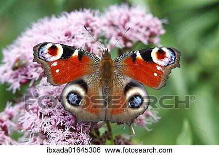 European Peacock (Inachis io) on an Eupatorium flower View Large Photo Image Stock Photograph - European Peacock (Inachis io) on an Eupatorium flower. Fotosearch