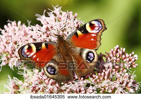 European Peacock (Inachis io) on an Eupatorium flower View Large Photo Image Stock Photography - European Peacock (Inachis io) on an Eupatorium flower. Fotosearch