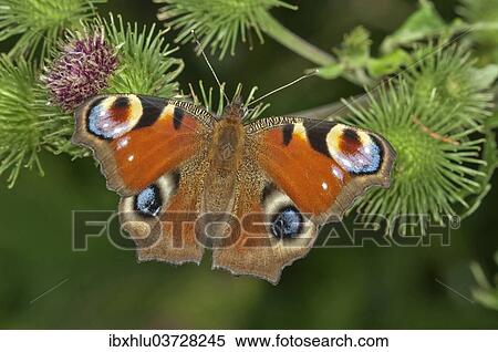 "European Peacock or Peacock Butterfly (Inachis io) in search of nectar on a Greater Burdock (Arctium lappa), Baden-Wurttemberg, Germany, Europe" View Large Photo Image Stock Photography - "European Peacock or Peacock Butterfly (Inachis io) in search of nectar on a Greater Burdock (Arctium lappa), Baden-Wurttemberg, Germany, Europe". Fotosearch
