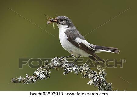 "European Pied Flycatcher (Ficedula hypoleuca), male with an insect in its beak perched on a branch, Altenseelbach, Neunkirchen, North Rhine-Westphalia, Germany, Europe" View Large Photo Image Stock Photo - "European Pied Flycatcher (Ficedula hypoleuca), male with an insect in its beak perched on a branch, Altenseelbach, Neunkirchen, North Rhine-Westphalia, Germany, Europe". Fotosearch