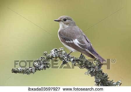 Stock Photo - "European Pied Flycatcher (Ficedula hypoleuca), male perched on a branch, Altenseelbach, Neunkirchen, North Rhine-Westphalia, Germany, Europe". Fotosearch