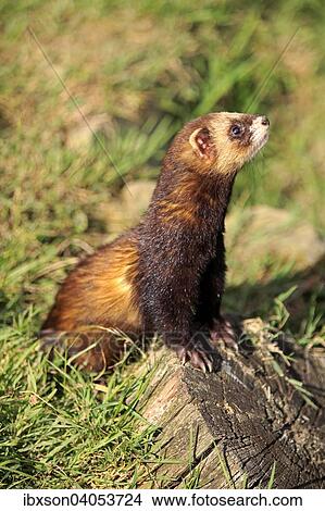 "European Polecat (Mustela putorius), adult, alert, Surrey, England, United Kingdom, Europe" View Large Photo Image Picture - "European Polecat (Mustela putorius), adult, alert, Surrey, England, United Kingdom, Europe". Fotosearch