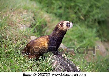 "European Polecat (Mustela putorius), adult, alert, Surrey, England, United Kingdom, Europe" View Large Photo Image Stock Image - "European Polecat (Mustela putorius), adult, alert, Surrey, England, United Kingdom, Europe". Fotosearch