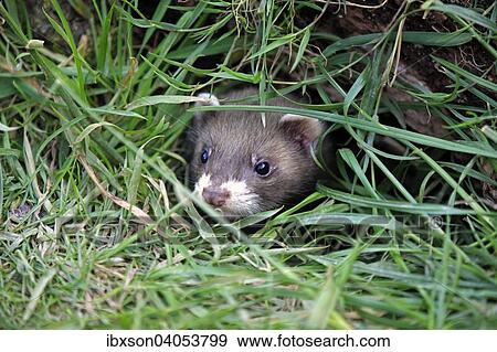 "European Polecat (Mustela putorius), young at the burrow, Surrey, England, United Kingdom, Europe" View Large Photo Image Stock Photo - "European Polecat (Mustela putorius), young at the burrow, Surrey, England, United Kingdom, Europe". Fotosearch