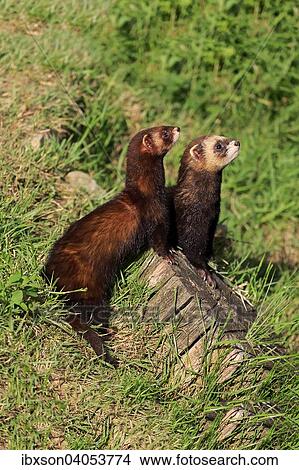 "European Polecats (Mustela putorius), pair, alert, Surrey, England, United Kingdom, Europe" View Large Photo Image Picture - "European Polecats (Mustela putorius), pair, alert, Surrey, England, United Kingdom, Europe". Fotosearch