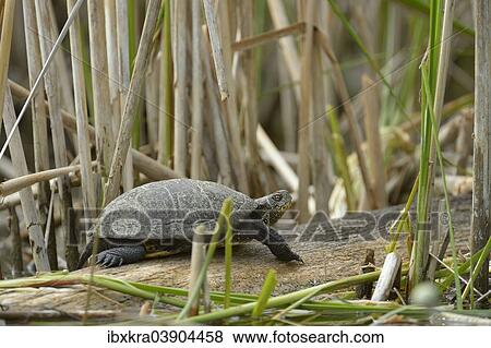 "European Pond Turtle (Emys orbicularis), Lobau, Danube-Auen National Park, Lower Austria, Austria, Europe" View Large Photo Image Stock Photo - "European Pond Turtle (Emys orbicularis), Lobau, Danube-Auen National Park, Lower Austria, Austria, Europe". Fotosearch